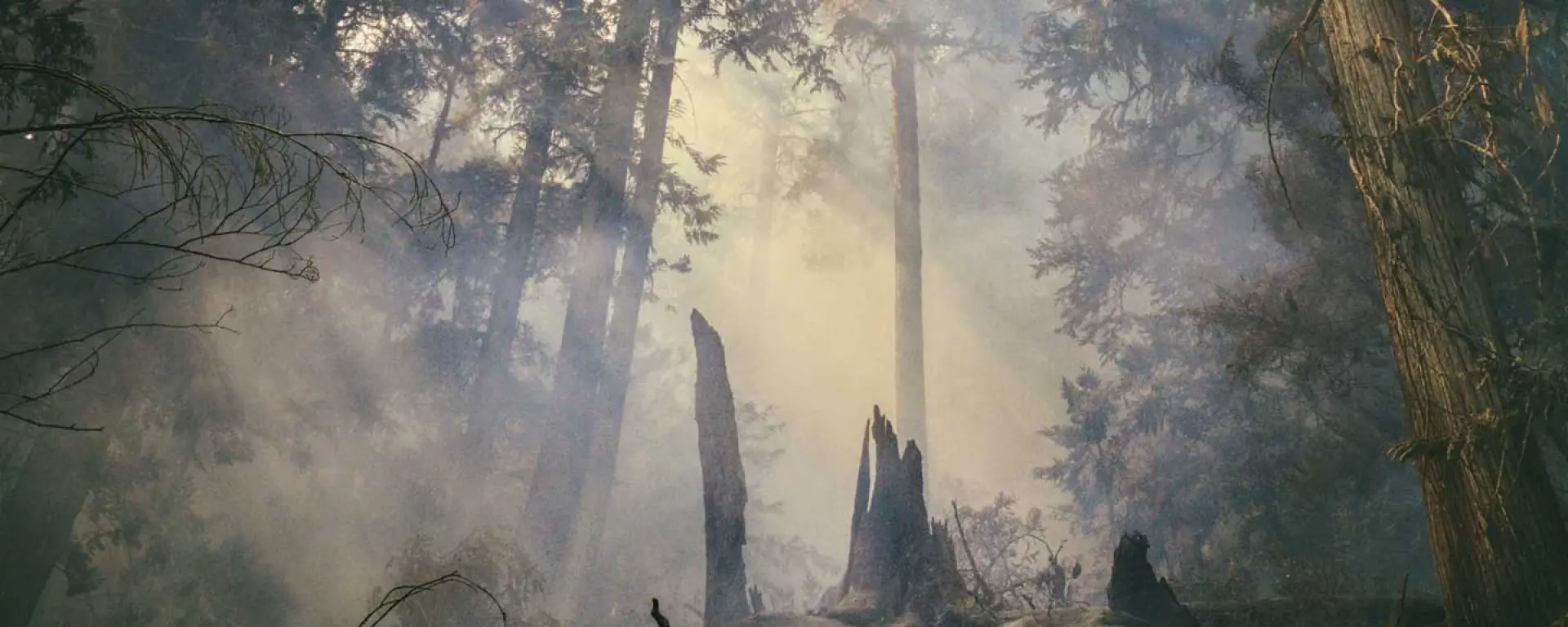 Wald mit zerfallenen Baustämmen