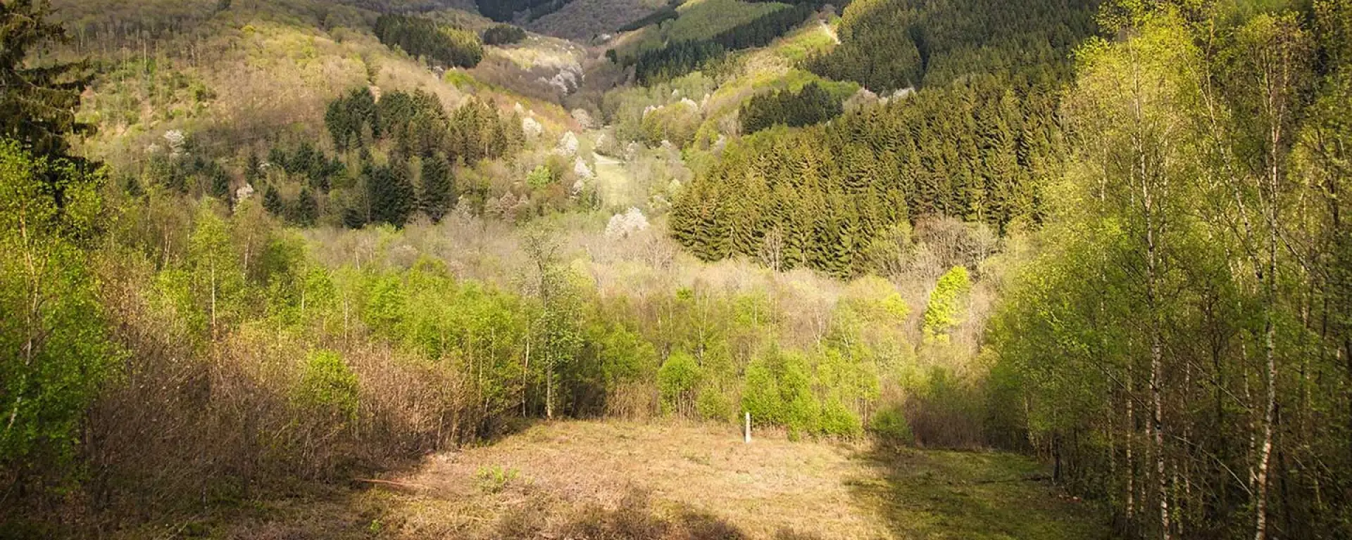 Image matching this topic Blick über Wald und Hügel im Siegerland