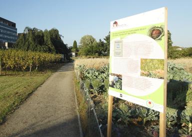 Botanischer Garten der JGU