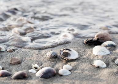 Muscheln am Strand