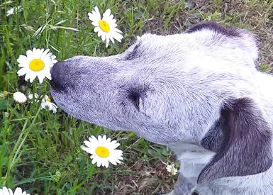 Hund schnuppert an Blume