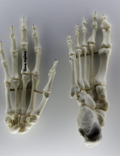 Replikat eines menschlichen Hand- und Fußknochens