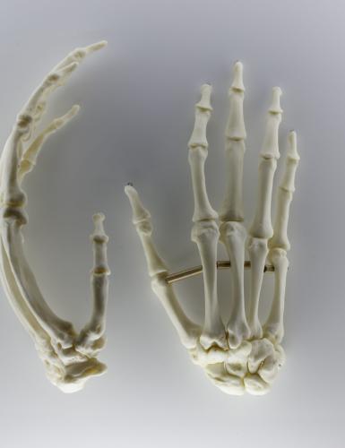 Replikate von Handknochen eines Primaten