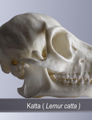 Schädelreplikat eines Lemur catta