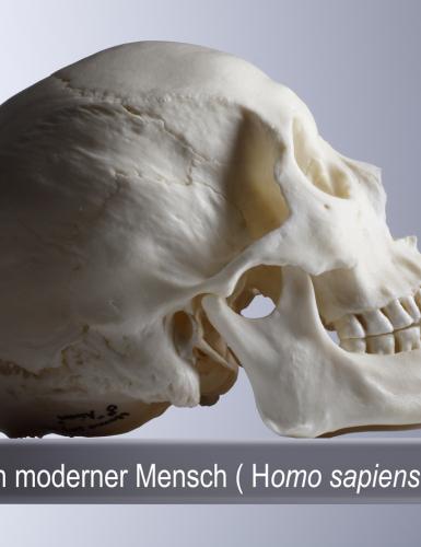 Schädel eines Homo sapiens sapiens
