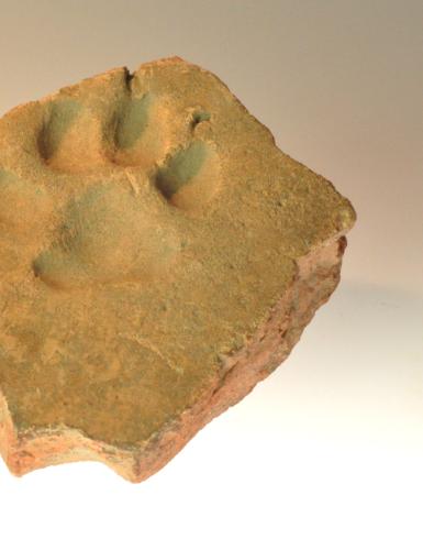 Abdruck einer Hundepfote in einer Scherbe eines Tonziegels