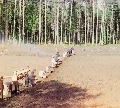 Mönche bei der Arbeit, Kartoffelpflanzung.