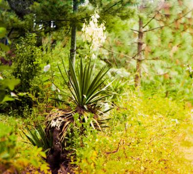 Yuccapalme im Kloster Neu-Athos (Novyj Afon) in der heutigen Region Abchasien am Schwarzen Meer.
