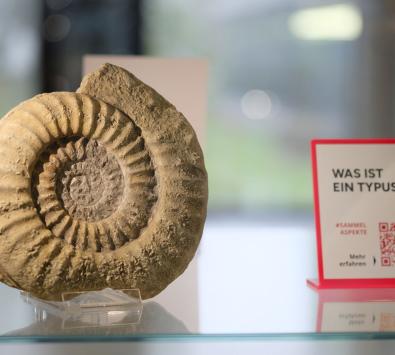 Objekt Ammonit Sammlungsschaukasten und AMA-Lounge