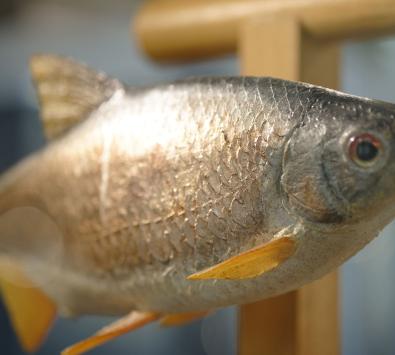 Objekt Fisch Sammlungsschaukasten und AMA-Lounge