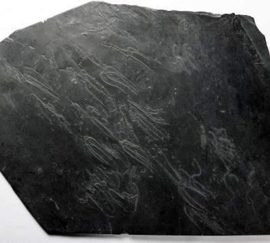 Schlangensterne Furcaster palaeozoicus