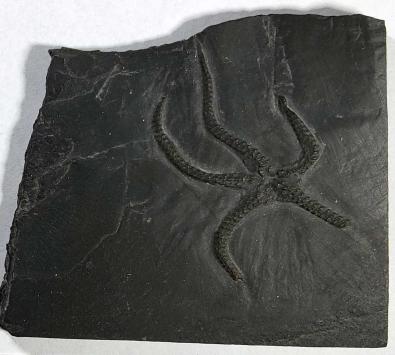 cf. Furcaster paleozoicus Stürtz apical