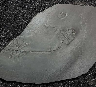 Thallocrinus hauchecorni