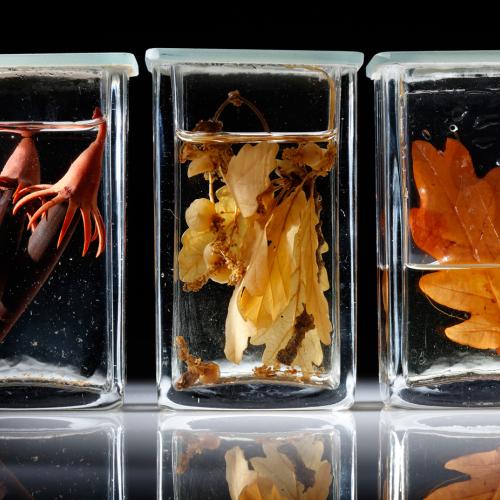 Konservierte Blätter in Glasbehälter mit Flüssigkeit