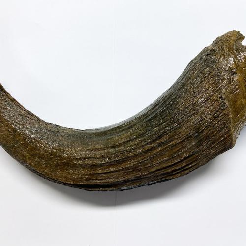 Bisonhorn