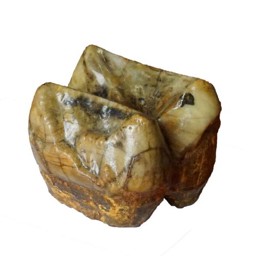 Dinotherium Backenzahn