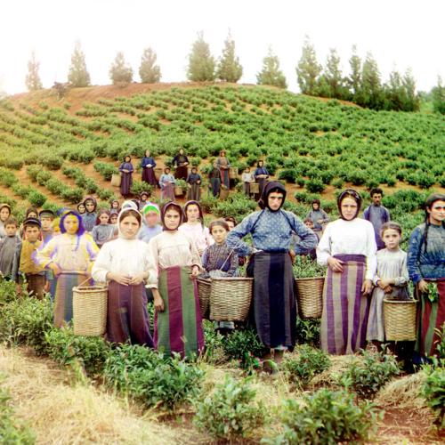 Eine Gruppe griechischer Frauen erntet Teeblätter in Chakvi an der Ostküste des Schwarzen Meeres.