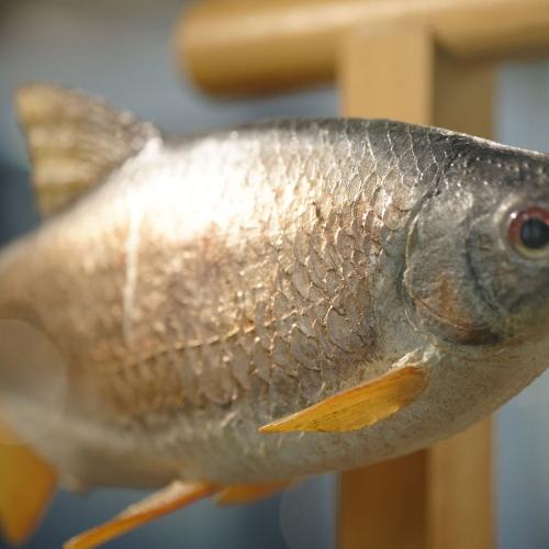 Objekt Fisch Sammlungsschaukasten und AMA-Lounge