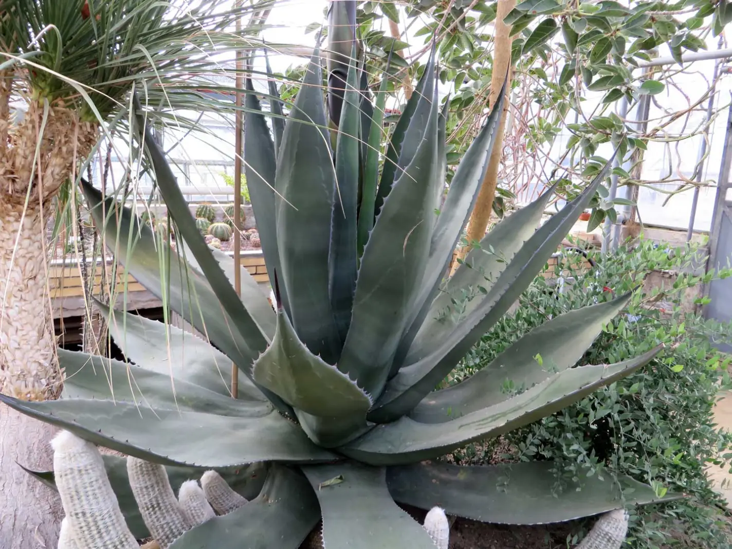Agave