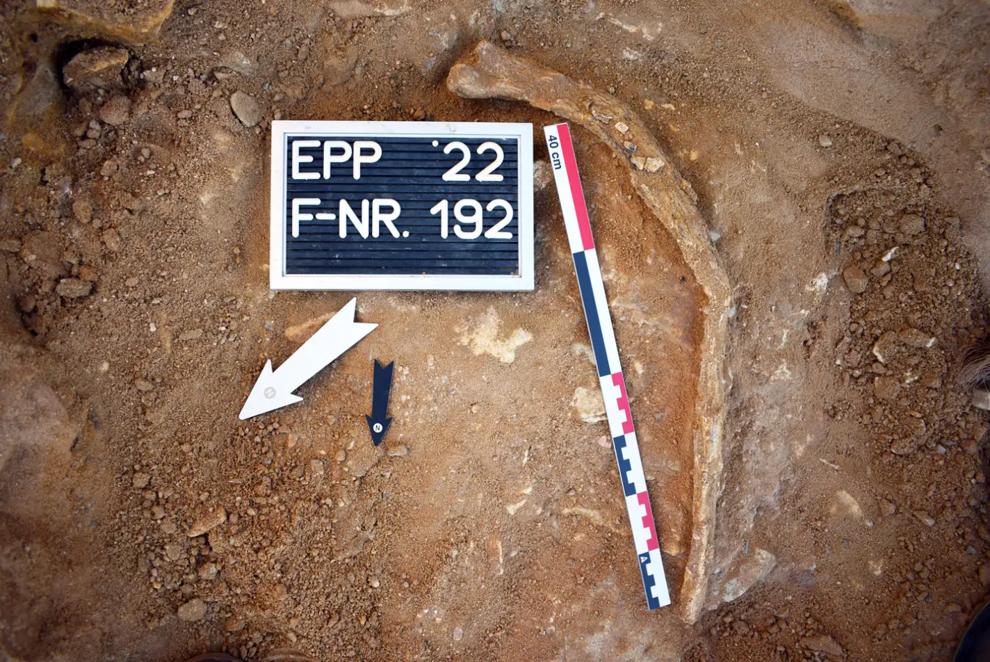 Fossil in Sandgrube Eppelsheim