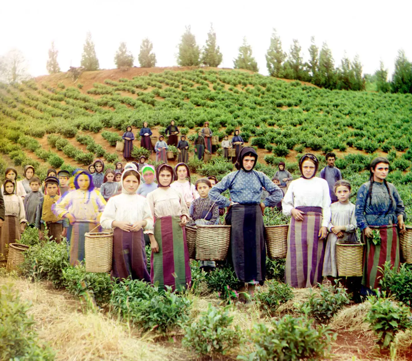 Eine Gruppe griechischer Frauen erntet Teeblätter in Chakvi an der Ostküste des Schwarzen Meeres.