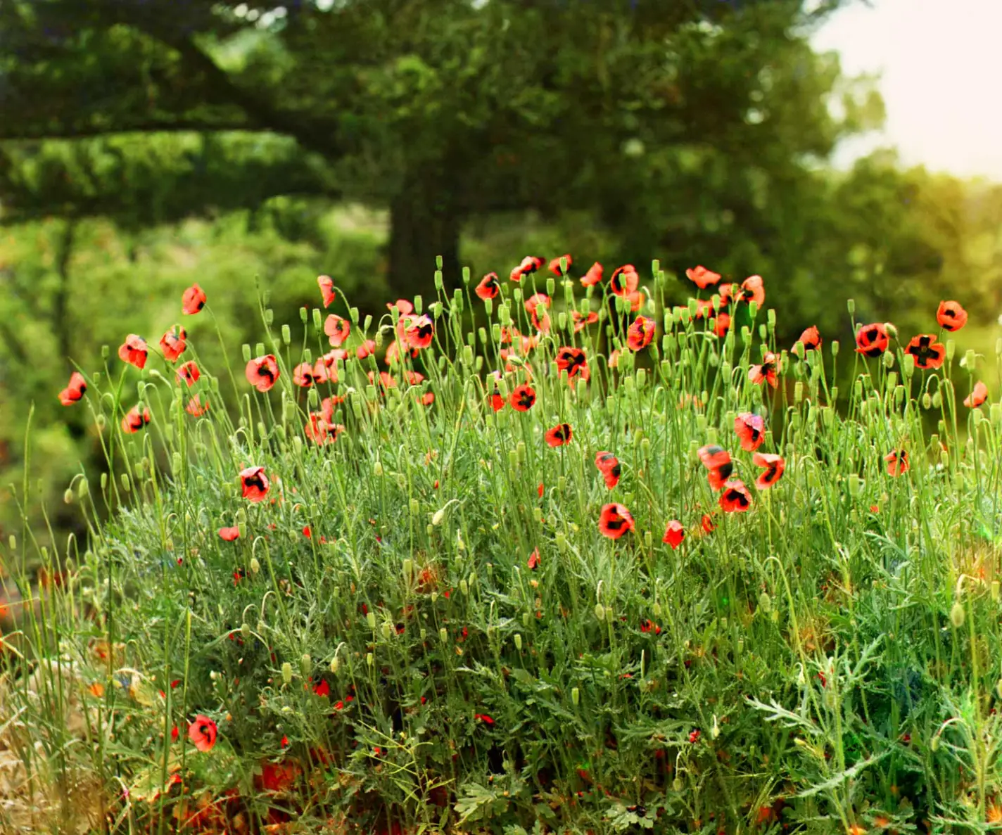 Mohnblumen am Feldrand