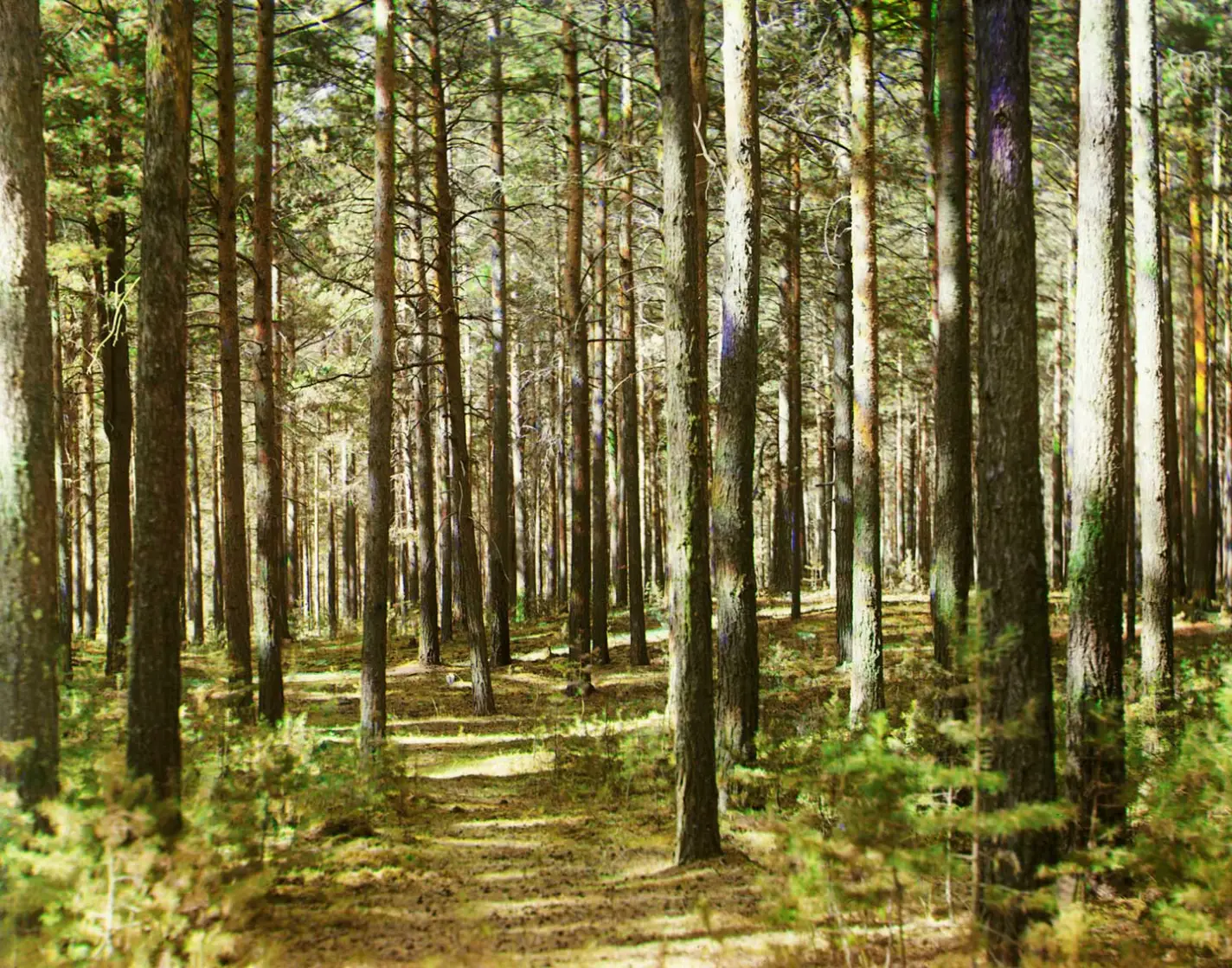 Wald im Uralgebirge