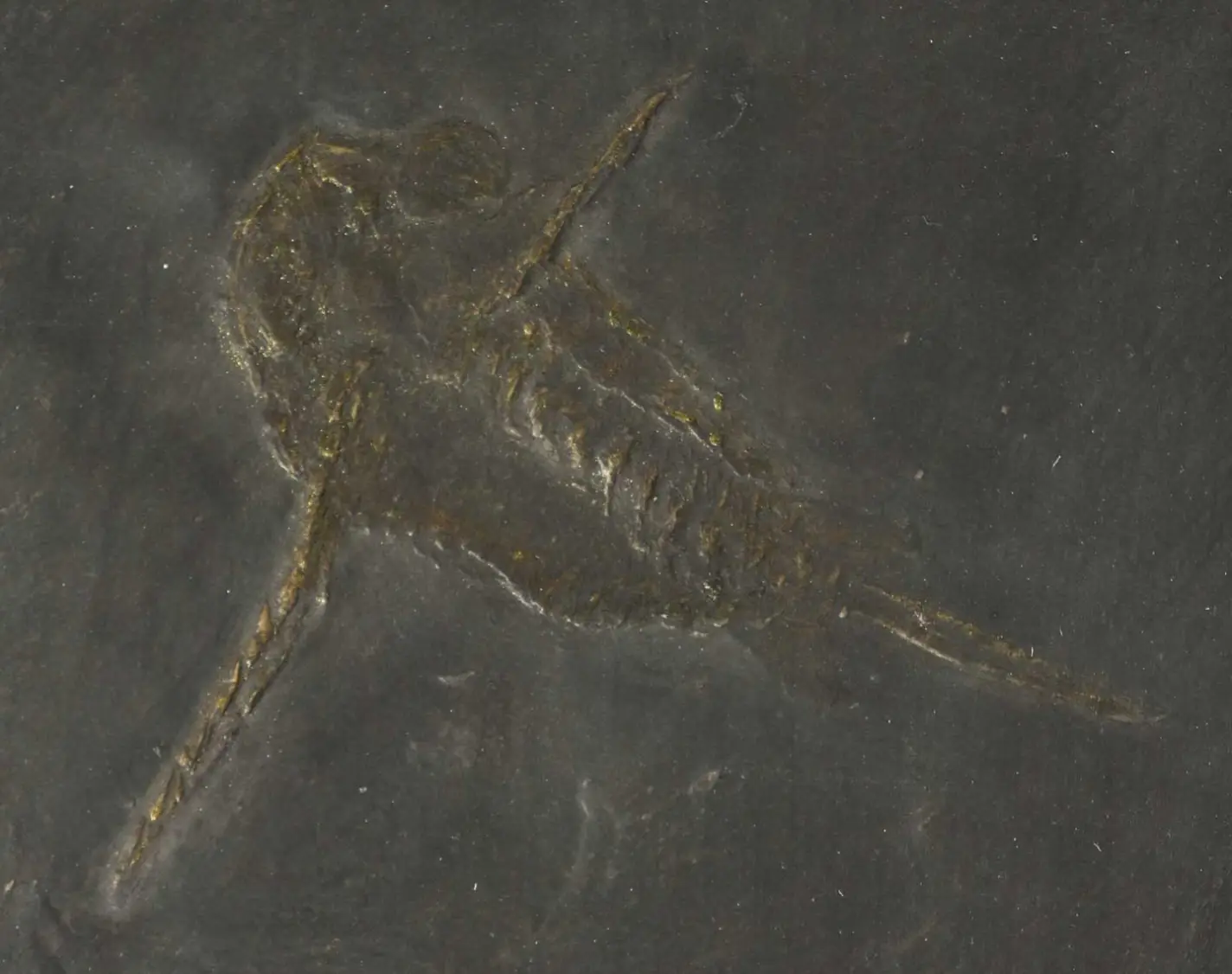 Anomalocaride Schinderhannes bartelsi
