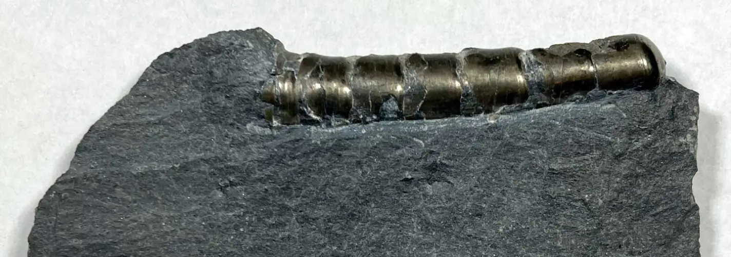 Fossilerhaltung in Pyrit