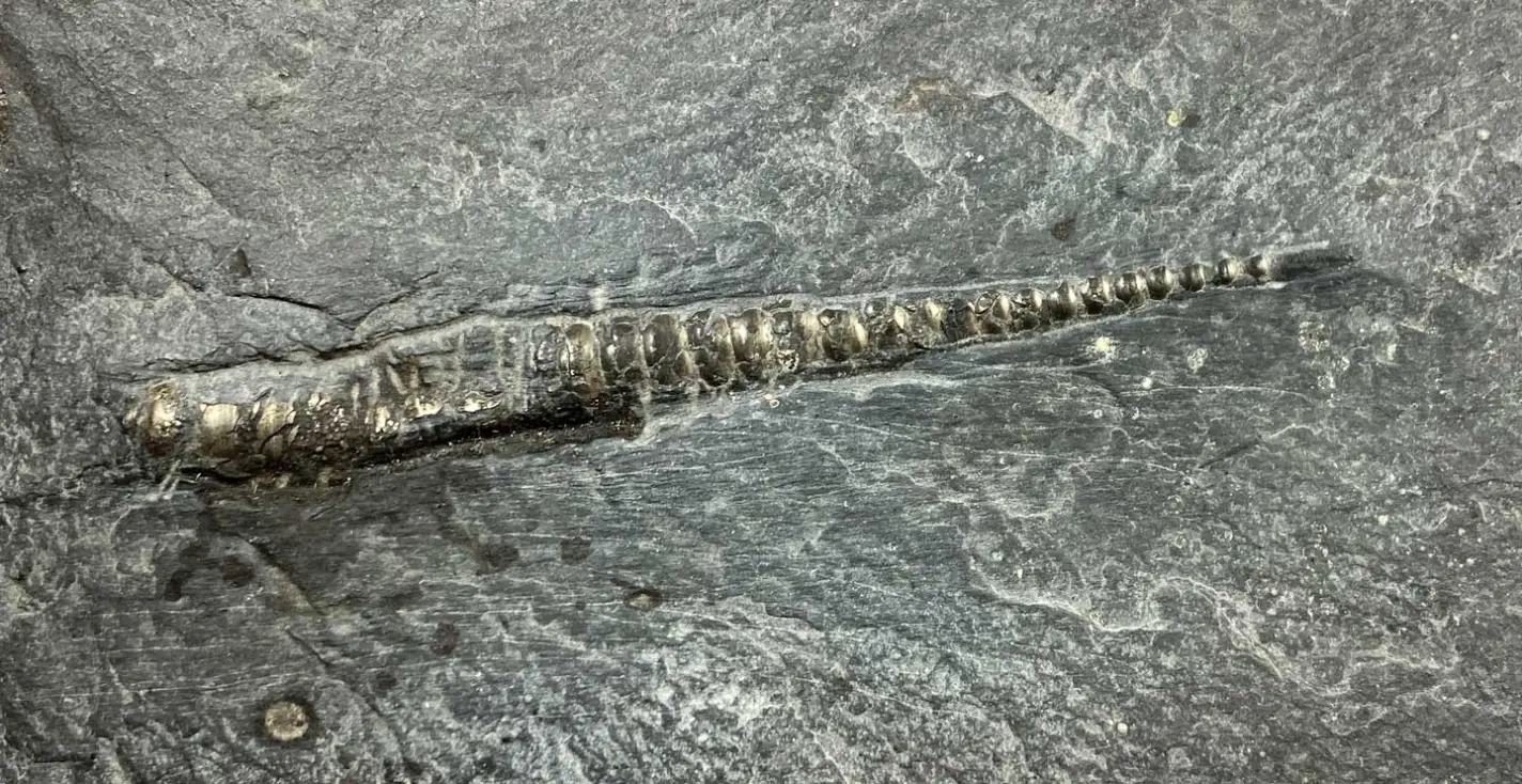 Kopffüßer Orthoceras sp.