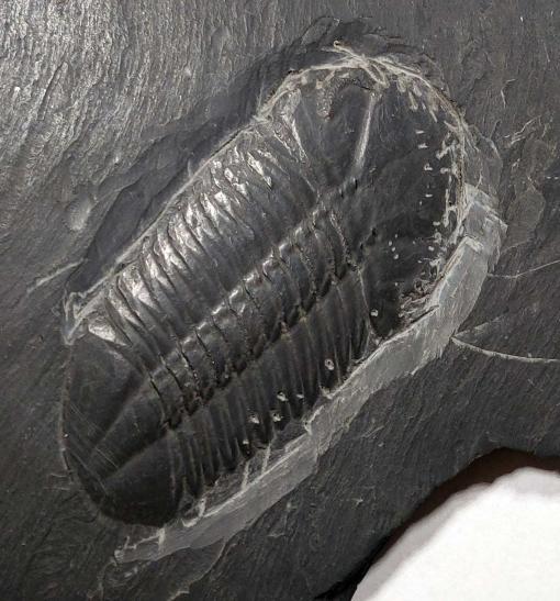 Trilobit Chotecops sp.