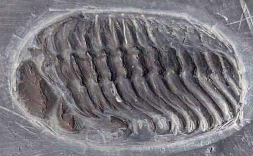 Trilobit Chotecops sp.