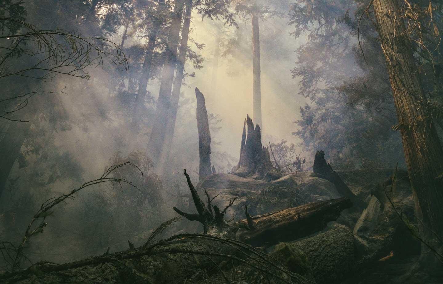 Image matching this topic Wald mit zerfallenen Baustämmen