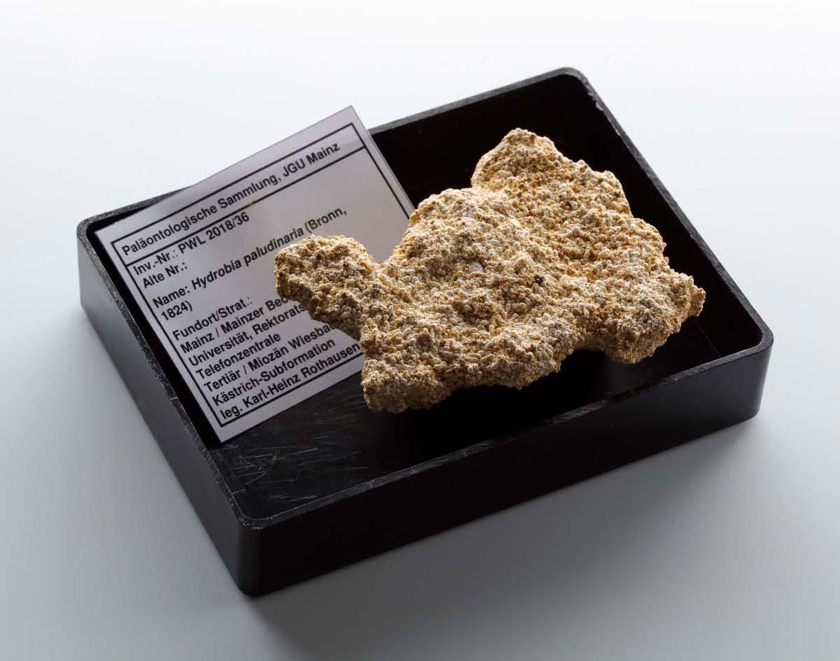 Gesteinsprobe aus der Paläontologischen Sammlung
